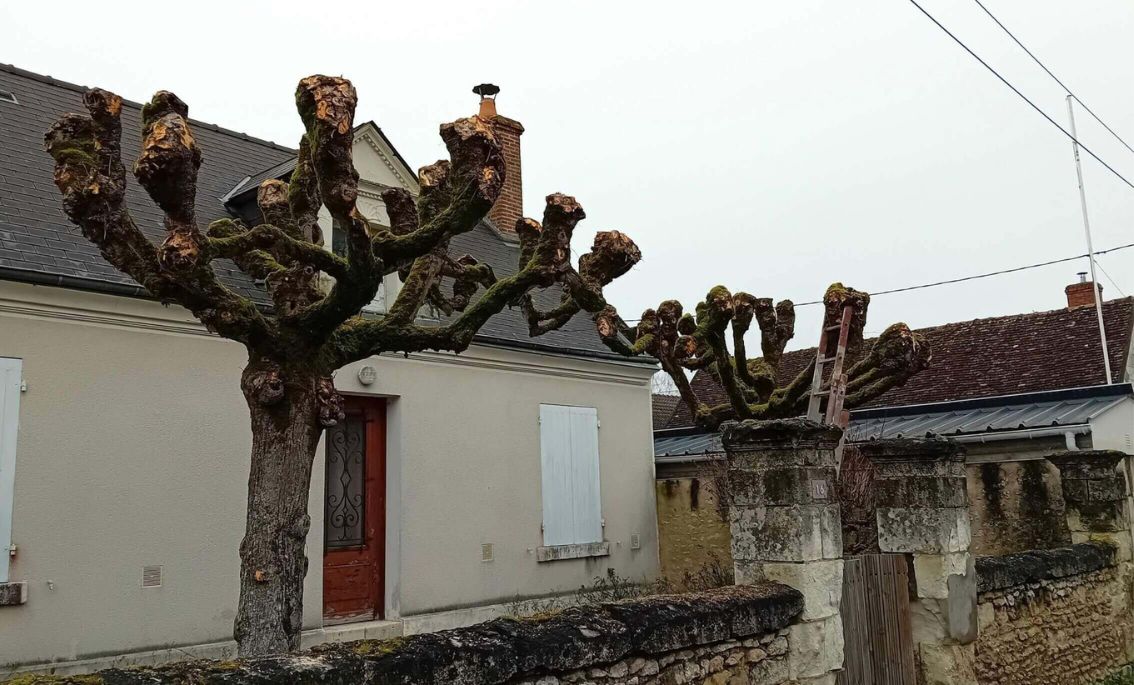 Travaux d'élagage à Blois et environs