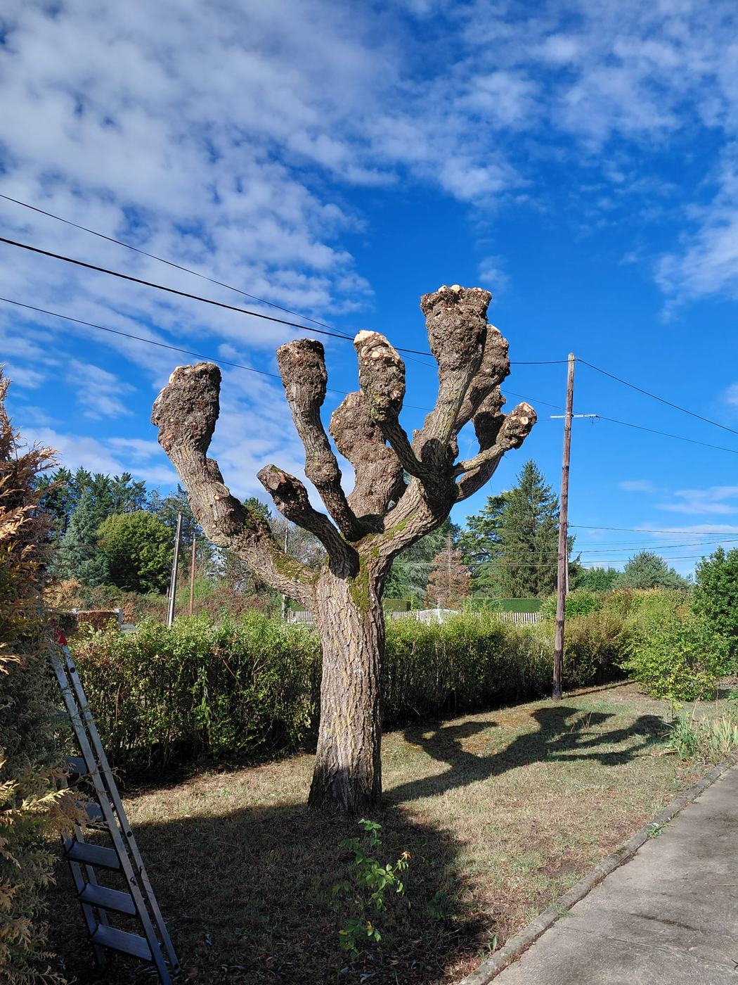 Arbre taillé en têtard par un élagueur professionnel dans le Loir-et-Cher (41)
